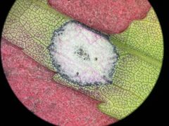 Solidago- Leaf gall midge - 51675549425 by m.borden. Used under a CC BY-SA 2.0 license.