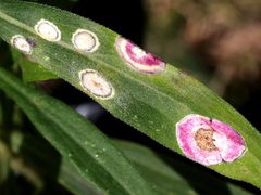Solidago altissima-Asteromyia carbonifera-galls by peterwchen. Used under a CC BY 4.0 license.