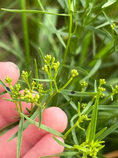 Likely Asteromyia euthamiae galls by User "harrier" on iNaturalist. Used under a CC BY 4.0 license.
