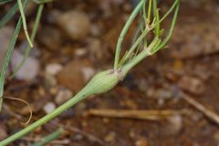 Neolasioptera allioniae gall by Michelle W.. Used under a CC BY 4.0 license.