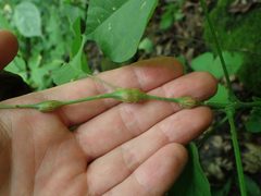 Neolasioptera desmodii galls by Evan M. Raskin. Used under a CC BY 4.0 license.
