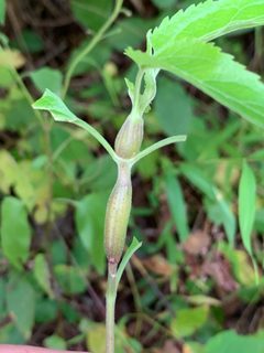 Neolasioptera eupatorii galls by Jeff Clark. Used under a CC BY 4.0 license.
