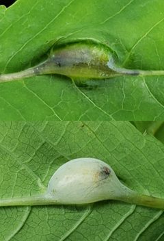 Neolasioptera impatientifolia comp 01 by CriticalDrinking. Used under a CC BY-SA 4.0 license.