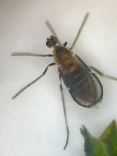 Neolasioptera lathami by Bill Sheehan. Used under a CC BY-SA 4.0 license.