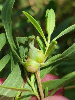 Neolasioptera lathami galls by Will Kuhn. Used under a CC BY 4.0 license.