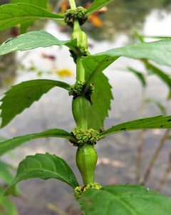 Neolasioptera lycopi galls by iNaturalist user: aarongunnar. Used under a CC BY 4.0 license.