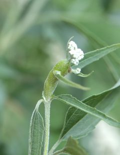 Neolasioptera perfoliata gall by Jeff Clark. Used under a CC BY 4.0 license.
