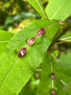 Neolasioptera vernoniae galls by iNaturalist user: turtless. Used under a CC BY 4.0 license.