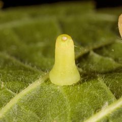 Hackberry Aciculate Gall by Victor Engel. Used under a CC BY 4.0 license.