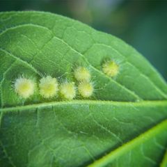 Hackberry Rosette Gall by Lisa Winnett-Pequeno. Used under a CC BY 4.0 license.