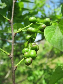 Hackberry Aggregate Gall by Annika Lindqvist. Used under a CC BY 4.0 license.