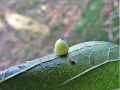 Hackberry Globular Leaf Gall by Annika Lindqvist. Used under a CC BY 4.0 license.
