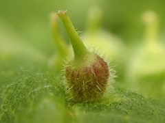Hackberry Tenpin Gall by Yann Kemper. Used under a CC0 license.
