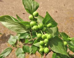 Hackberry Spherical Stem Galls by Annika Lindqvist. Used under a CC BY 4.0 license.