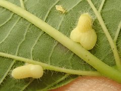 Hackberry Pear-shaped Gall by Yann Kemper. Used under a CC0 license.