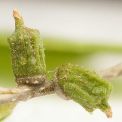 Hackberry Columnar Stem Gall by Victor Engel. Used under a CC BY 4.0 license.