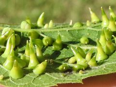 Hackberry Thorn Galls by Sam Kieschnick. Used under a CC BY 4.0 license.