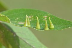 Hackberry Awl-shaped Galls by Dan Johnson. Used under a CC BY 4.0 license.