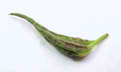 Dasineura carbonaria gall by Beatriz Moisset. Used under a CC BY-SA 4.0 license.