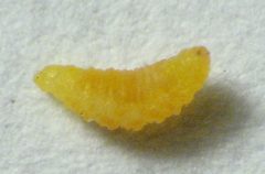 Dasineura carbonaria larva by Beatriz Moisset. Used under a CC BY-SA 4.0 license.