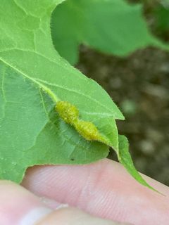 Dasineura communis 141652461 by Emily Summerbell. Used under a CC BY 4.0 license.