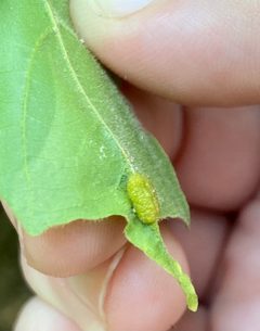 Dasineura communis 141652505 by Emily Summerbell. Used under a CC BY 4.0 license.