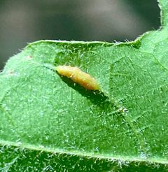 Dasineura communis 141652570 by Emily Summerbell. Used under a CC BY 4.0 license.
