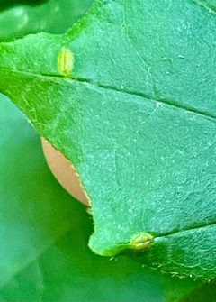 Dasineura communis 141652752 by Emily Summerbell. Used under a CC BY 4.0 license.