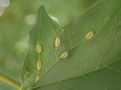 Dasineura communis 206622396 by Cole Shoemaker. Used under a CC BY 4.0 license.