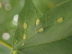 Dasineura communis 206622424 by Cole Shoemaker. Used under a CC BY 4.0 license.