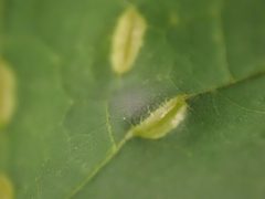 Dasineura communis 206622456 by Cole Shoemaker. Used under a CC BY 4.0 license.