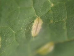 Dasineura communis 206622475 by Cole Shoemaker. Used under a CC BY 4.0 license.