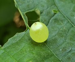 Dasineura investita gall by CriticalDrinking. Used under a CC BY-SA 4.0 license.