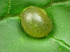 Dasineura pellex gall by Beatriz Moisset. Used under a CC BY-SA 4.0 license.