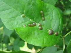 Dasineura pellex galls leaf by Beatriz Moisset. Used under a CC BY-SA 4.0 license.