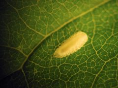 Dasineura pellex larva by Beatriz Moisset. Used under a CC BY-SA 4.0 license.