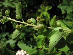 Meadowsweet with galls. Dasineura salicifoliae by Beatriz Moisset. Used under a CC BY-SA 4.0 license.