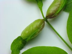 Dasineura tumidosae galls by Beatriz Moisset. Used under a CC BY-SA 4.0 license.