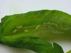 Dasineura tumidosae larvae by Beatriz Moisset. Used under a CC BY-SA 4.0 license.