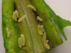 Dasineura tumidosae larvae closeup1 by Beatriz Moisset. Used under a CC BY-SA 4.0 license.