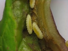 Dasineura tumidosae larvae closeup2 by Beatriz Moisset. Used under a CC BY-SA 4.0 license.