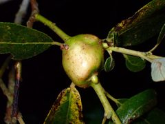 Potato Gall Midge imported from iNaturalist photo 227824766 on 17 April 2024 by (c) Cricket Raspet, some rights reserved (CC BY). Used under a CC BY 4.0 license.