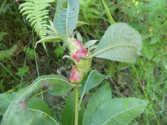 Rabdophaga salicisbatatus gall by Christian Grenier. Used under a CC0 license.