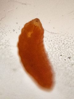 Vitisiella brevicauda larva by Betsy Lambert. Used under a CC BY 4.0 license.