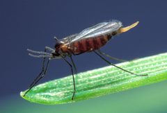 Hessian Fly by wikipedia. Used under a Public domain license.