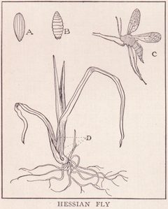 Hessian Fly page 1314 by H.M. Dixon. Used under a Public domain license.