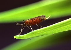 Hessian fly by wikipedia. Used under a Public domain license.