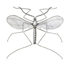 Mayetiola destructor by Osborn, Herbert, 1856-1954. Used under a Public domain license.