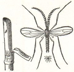 NSRW Hessian Fly by Unknown authorUnknown author. Used under a Public domain license.