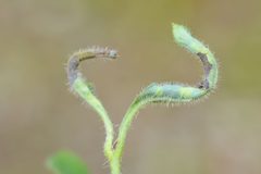 Macrolabis lonicerae 3502 by Gilles San Martin. Used under a CC BY-SA 4.0 license.